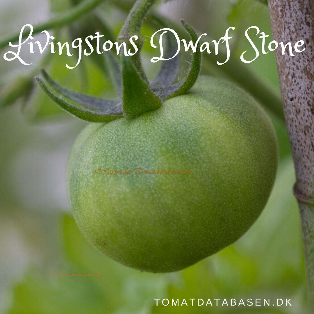 Livingstons Dwarf Stone